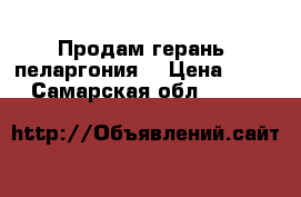 Продам герань (пеларгония) › Цена ­ 50 - Самарская обл.  »    